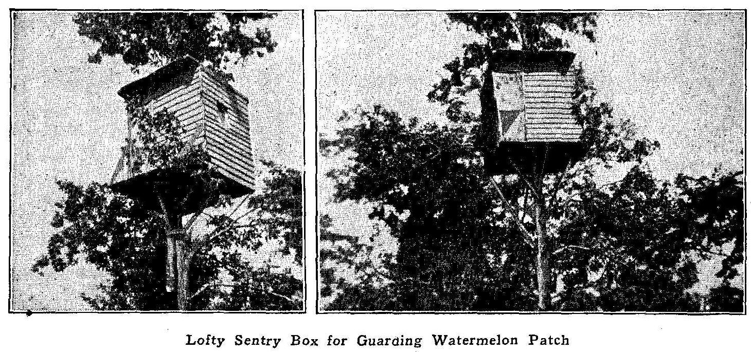 Lofty Sentry Box for Guarding Watermelon Patch