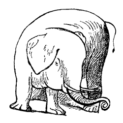 elephant