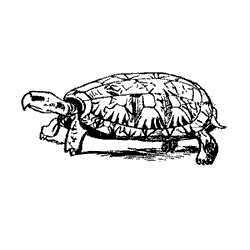 tortoise