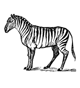 zebra