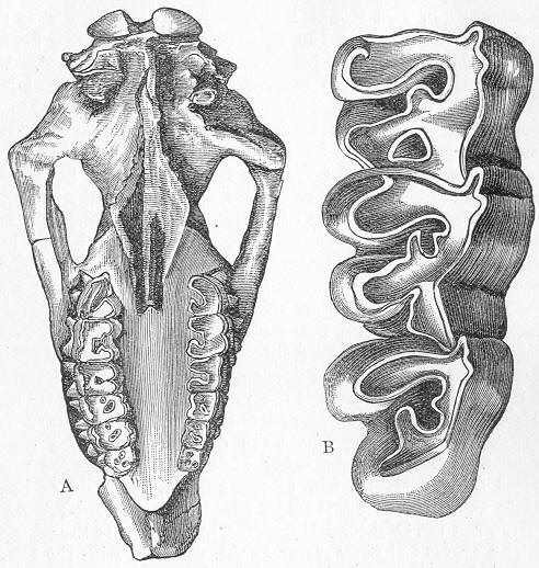 Fig. 249