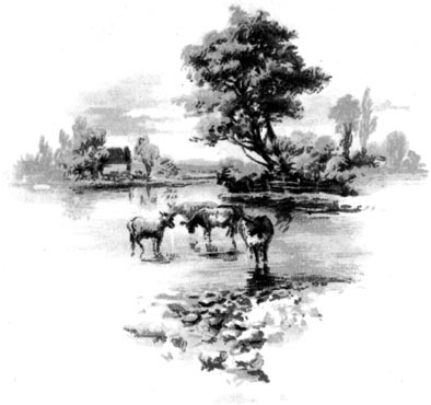 Cow Scene