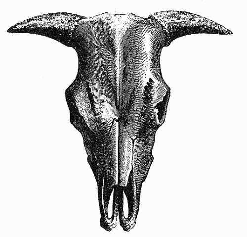 HEAD OF OX.