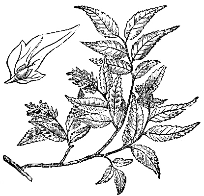 CARPINUS VIMINEA.