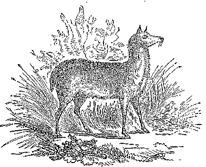 The Musk Deer.