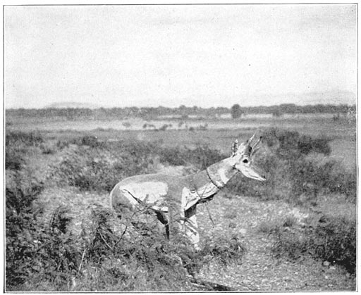 Hunting Antelope in Disguise.