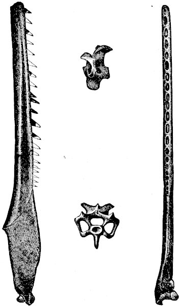 FIG. 5.—ICHTHYORNIS DISPAR (Marsh).

(Side and upper views of half the lower jaw; and side and end views of a
vertebra.)