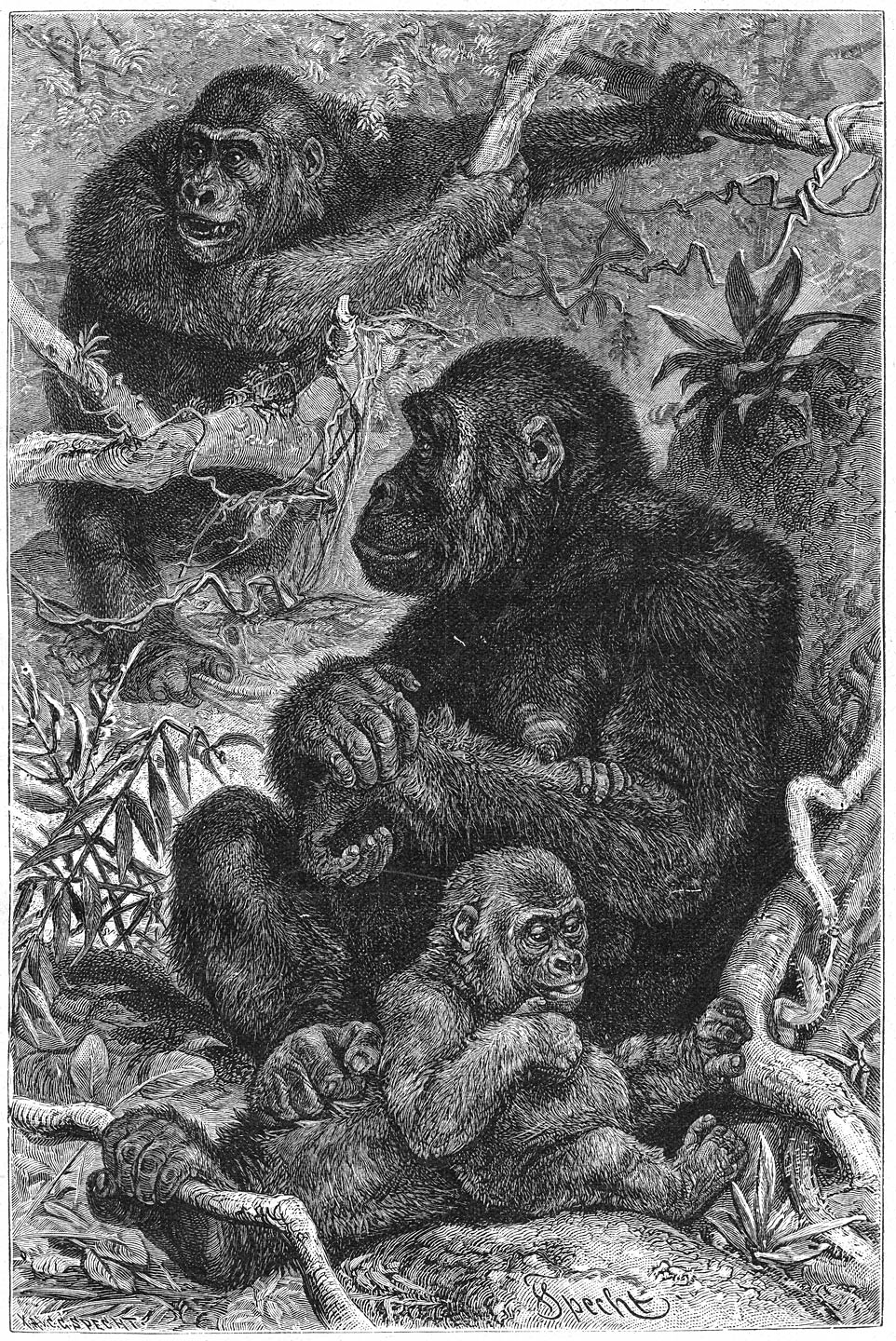 Gorilla (Gorilla gina).