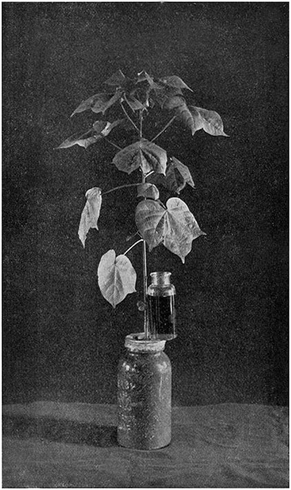 Fig. 60.