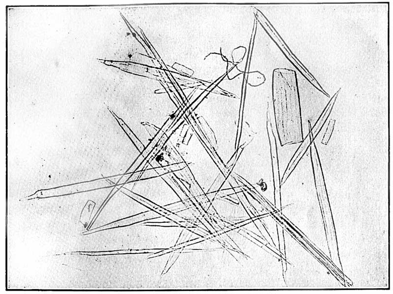 Fiber derived from the woody portion of
the hurds. ×75. From a microphotograph.