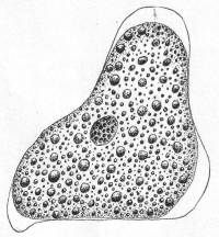 Amoeba sp.