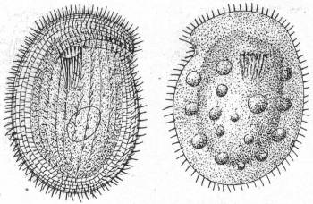 Chilodon cucullulus