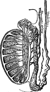 figure as described in caption