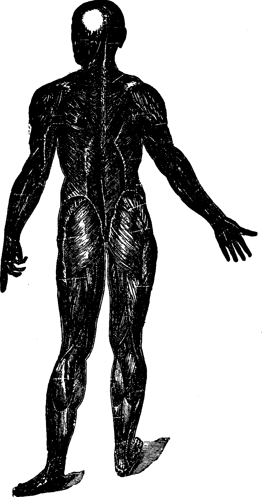 Illustration:
Fig. 25. A representation of the superficial layer of muscles on the
posterior portion of the body.