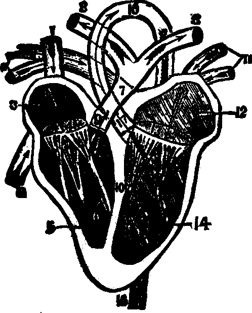 Illustration:
Fig. 41.