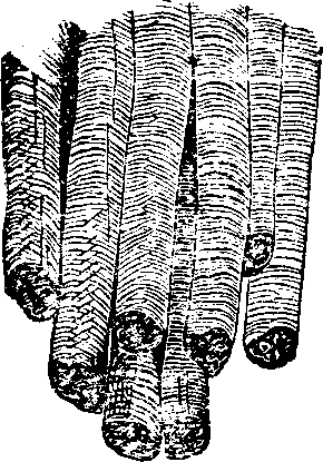 Illustration:
Fig. 15. Muscular fibre highly magnified.