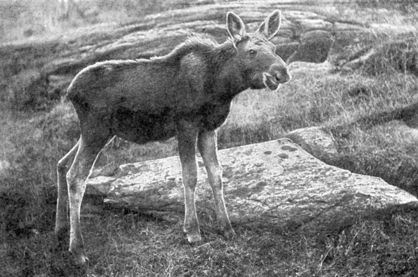 Baby moose.