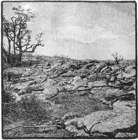 Fig. 15.—Flow of lava invading a forest. A tree in the
distance is not completely burned, showing that the molten rock had
lost much of its original heat.