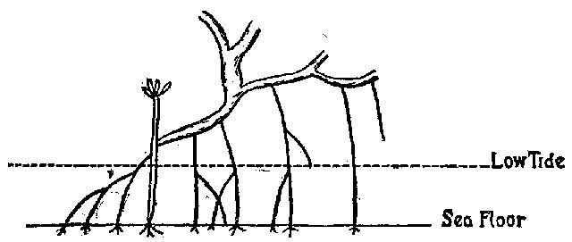 Fig. 20.—Diagram showing mode of growth of mangroves.