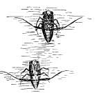 The Water Boatman