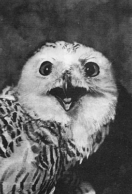 SNOWY OWL, CAPE SHERIDAN