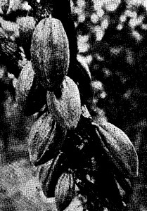 CACAO PODS (Amelonado type) in various states of growth and ripeness.