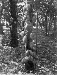 CACAO TREE, SHOWING PODS GROWING FROM TRUNK.