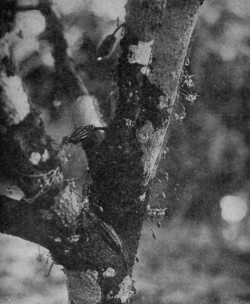 FLOWERS AND FRUITS ON MAIN BRANCHES OF A CACAO TREE
(Reproduced from van Hall's Cocoa, by permission of Messrs. Macmillan & Co.).