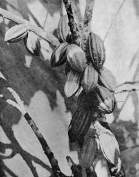 CACAO PODS.