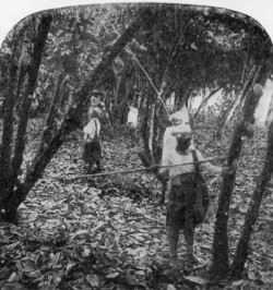 GATHERING CACAO PODS IN ECUADOR.