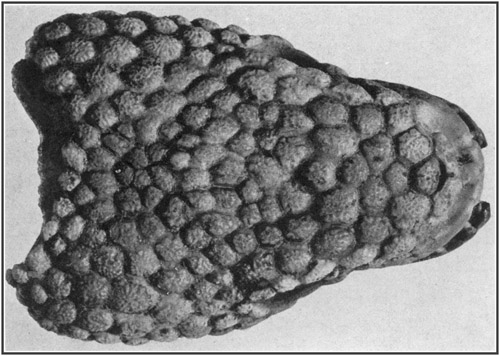 Fig. 33.: Skull of Gila Monster (Heloderma), for
comparison of surface with skin impressions of Trachodon.