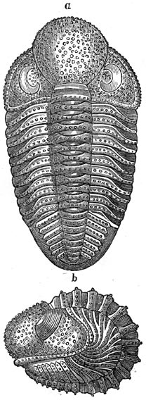 Fig. 129. Schaaldieren uit de devonische periode. Phacops latifrons.