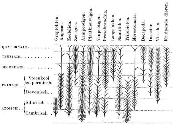 Fig. 137. Ontwikkeling der eerste dieren in de verschillende tijdperken.