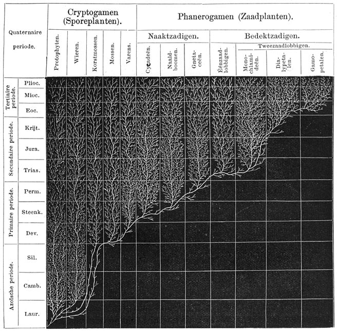 Fig. 157. Stamboom van het plantenrijk.