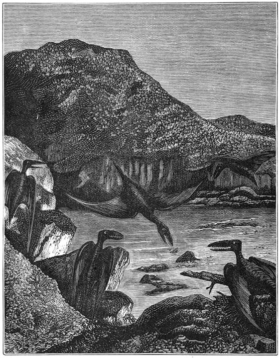 Fig. 250. De pterodactyli.