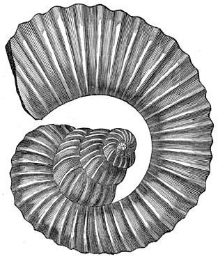 Fig. 267. Koppootige ammoniet der krijtperiode.