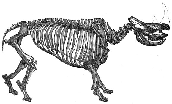 Fig. 285. De verandering der soorten: geraamte van den rhinoceros.