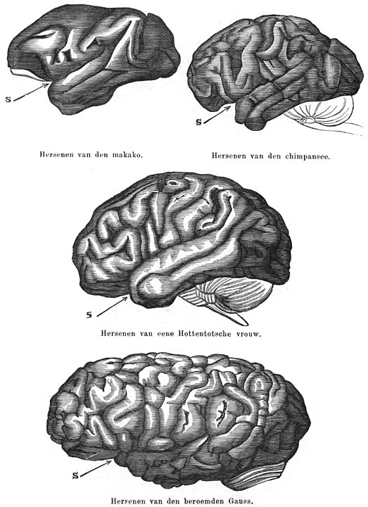 Fig. 323. De hersenwindingen en het verstand. Doorsnede door de groef van Sylvius.