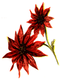 Poinsettia