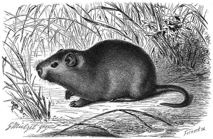 Rietrat (Aulacodus swinderianus). ¼ v.d. ware grootte.