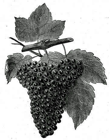 Fig. 21.