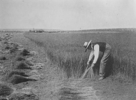 A FIELD OF FLAX IN MINNESOTA