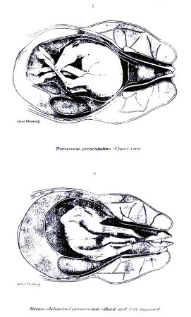 PLATE XVI.