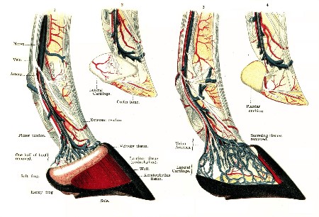 PLATE XXXII.