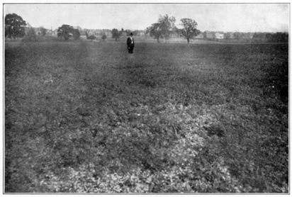 Alfalfa on the Ohio State University Farm.