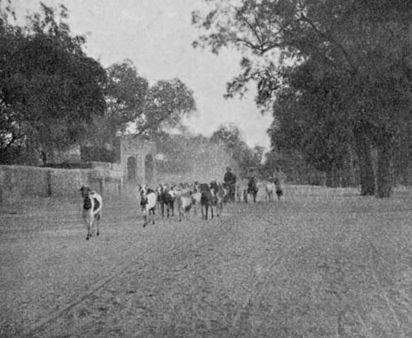 Fig. 49. A drove of goats—Lahore.