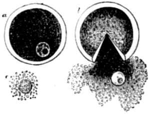 Ovarian ovum of a Mammal.