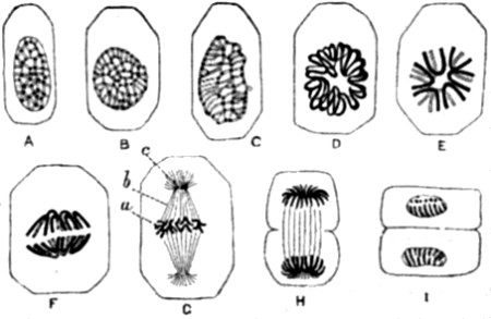 Karyokinesis of a typical tissue-cell
(epithelium of Salamander).