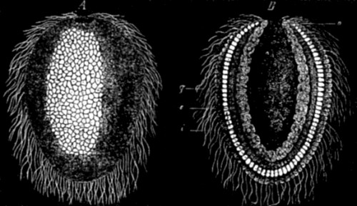 Gastrula of a Chalk Sponge.