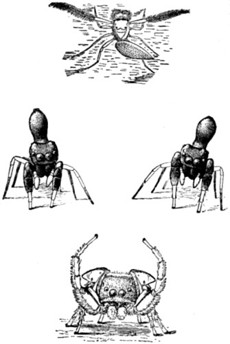 Courtship of Spiders (Continued).